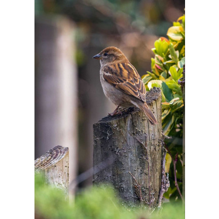 Futterhäuschen für Wildvögel, natürliches Futter für überwinternde Vögel, Vogelfutter, Turdus, 900 g