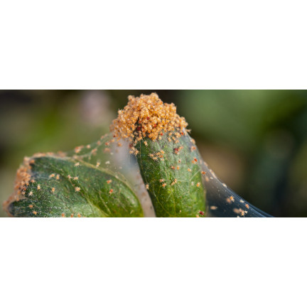 SUM52 FLORAMITE 240 SC 10ML SPINNMILBENSPRAY