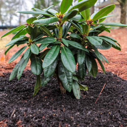 Sauerer Garten-Tofr, Bodenverbesserer, für säureliebende Pflanzen, Heidelbeeren, Azaleen, Biovita 20 l