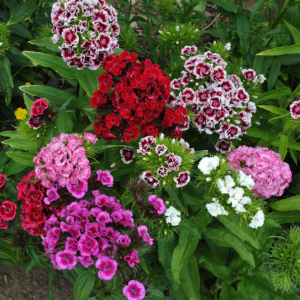 R0739 BARTNELKEN MIX 1G BLUMENSAMEN MEHRFARBIGE NELKEN