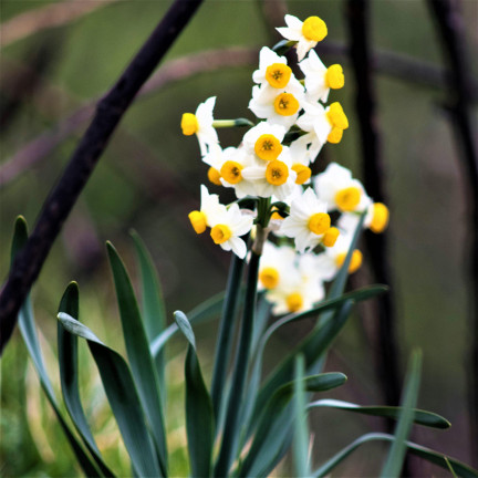 Polnische Narzisse (Canaliculatus), Blumenzwiebeln, 50 Stück