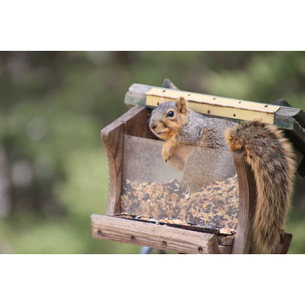 Futter für Eichhörnchen, Nahrung für Eichhörnchen, gesunde Mischung, Turdus, 500 g