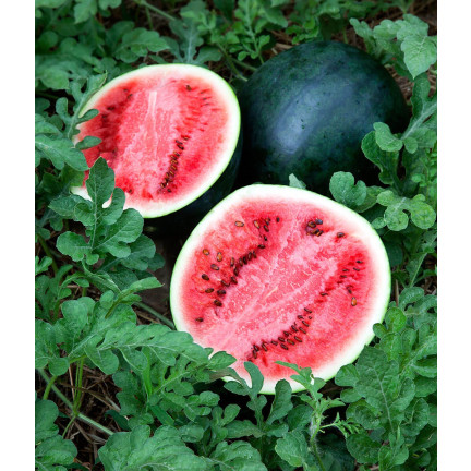 W1001 WASSERMELONE SAMEN ZUCKER BABY CAVON SÜSS SAFTIGES FRUCHTFLEISCH FÜR DEN ANBAU 1G