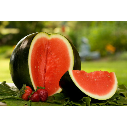 W1001 WASSERMELONE SAMEN ZUCKER BABY CAVON SÜSS SAFTIGES FRUCHTFLEISCH FÜR DEN ANBAU 1G