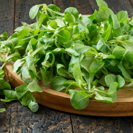 W1186 FELDSALAT GEMÜSESAMEN VITAMINREICHER KOPFSALAT 1G