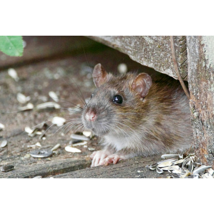 SUM61 SUMIN MÜSLISCHACHTEL RODENTIZID GIFT FÜR MÄUSE 500G (4X125G)