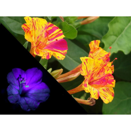 R2093 RIDDLER 2G Samenblumen TORAF mehrfarbig Blumenbeete fluoreszierende Farbe