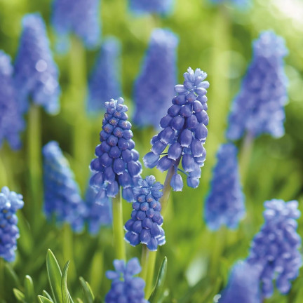 Muscari armeniacum (Armenischer Blauer Glanz), Blumenzwiebeln des Armenischen Blauen Glanzes, Größe 6/7, 50 Stück. 
