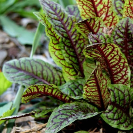 Z3033 BLUT-SAUERAMPFER RUMEX SANGUINEUS