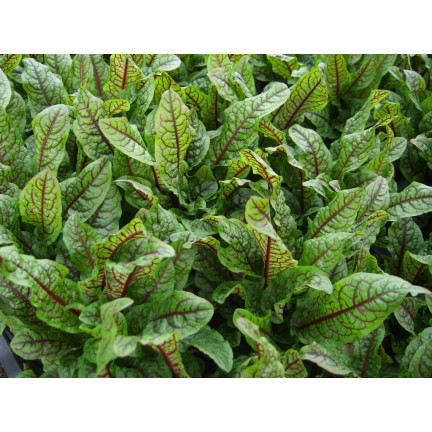 Z3033 BLUT-SAUERAMPFER RUMEX SANGUINEUS