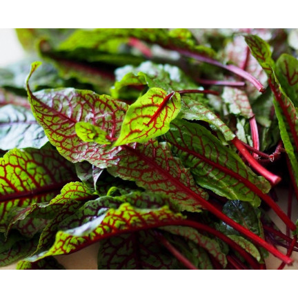 Z3033 BLUT-SAUERAMPFER RUMEX SANGUINEUS