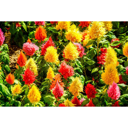 R2067 PIERNISH CELOZIA MIX COLOUR-FREE FLOWERS MIX DECORATION Garten