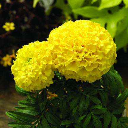 Großblütige Tagetes „Moonlight“, Tagetes-Samen, essbare Blüten, 1 g