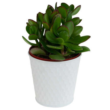 TG63221-1 DEKORATIVER BLUMENTOPFDECKEL AUS METALL WEISS