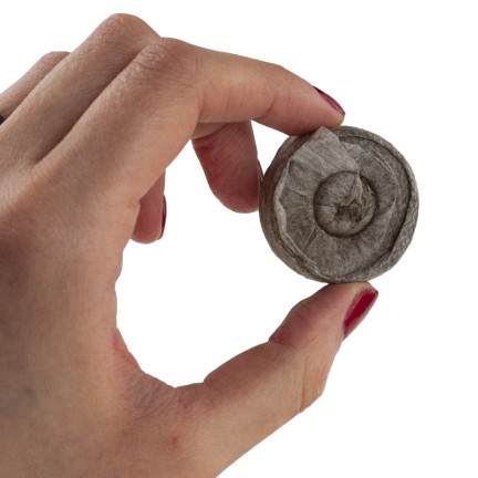 TG67344 Kokos-Erdnuss-Scheiben zum Klonen von Saatgut 20 Stück 3,5cm