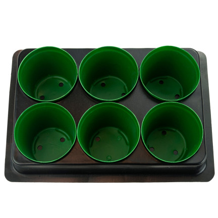 TG71424 PRODUKTIONSBEHÄLTER für die Aussaat von Setzlingen 6 St. + Palette
