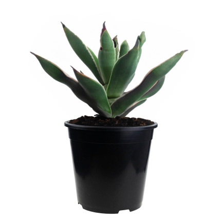 TG72941 PRODUKTION BLUMENTOPF P24 7,5L RUNDER SAMENTOPF MIT 24X24CM RAND