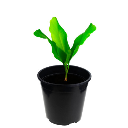 TG72941 PRODUKTION BLUMENTOPF P24 7,5L RUNDER SAMENTOPF MIT 24X24CM RAND