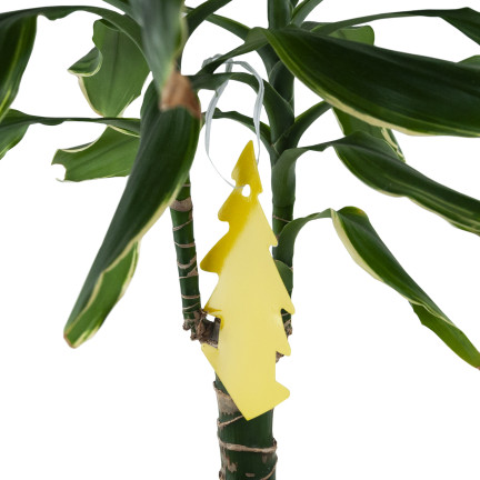 TG72974 Klebefalle mit Klebstoff gegen Schmetterlinge, Blattläuse, Mücken und Erdfliegen für Blumentöpfe