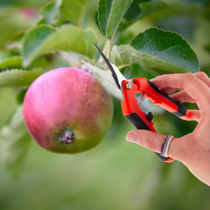 TG77631 Baumschere, Schere, Trimmer, Gartenschere für Blumen