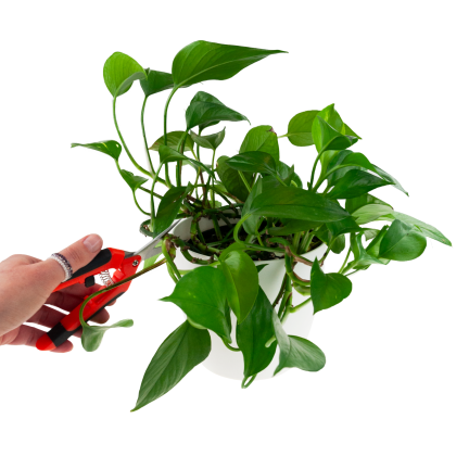 TG77631 Baumschere, Schere, Trimmer, Gartenschere für Blumen