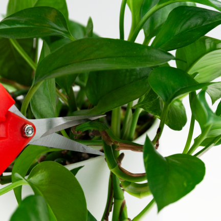TG77631 Baumschere, Schere, Trimmer, Gartenschere für Blumen