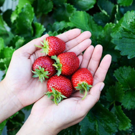 Organischer Dünger für Erdbeeren und Himbeeren, natürlich, BIO, Granulat, Biovita, 3 kg