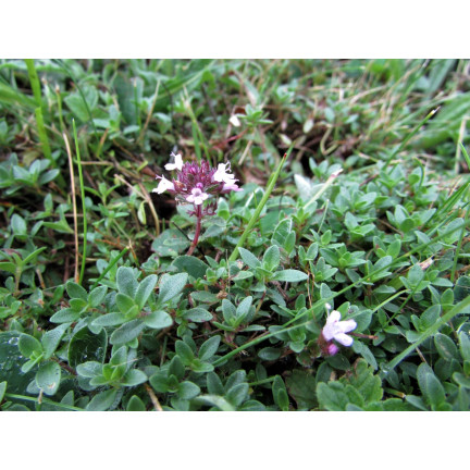 Z3035 THYMIAN ECHTES KRAUT SAMEN GEWÜRZT AROMATISCH 0,3G