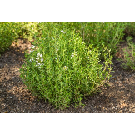 Z3035 THYMIAN ECHTES KRAUT SAMEN GEWÜRZT AROMATISCH 0,3G
