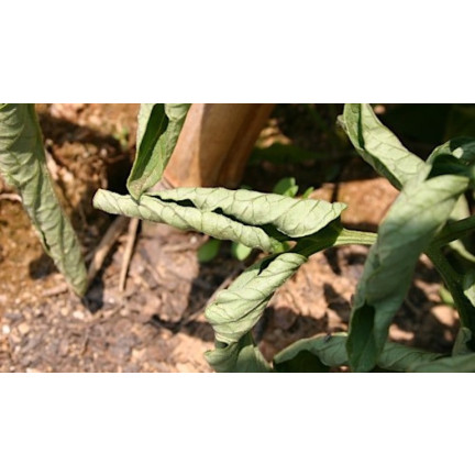 SUM39 Sumin Help Plant CU 20ml Kupfermangel Pflanzenspray