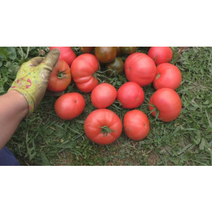 W1160 HIMBEERE GEMAHLENE TOMATENSAMEN FÜR SAUCEN KONSERVEN 0,5G