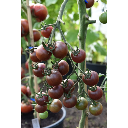 W9558 SCHWARZE KIRSCHTOMATEN HOCHGEMAHLEN 0,3G SAMEN TOMATEN