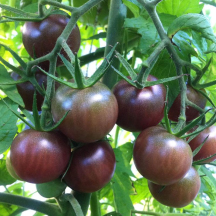 W9558 SCHWARZE KIRSCHTOMATEN HOCHGEMAHLEN 0,3G SAMEN TOMATEN