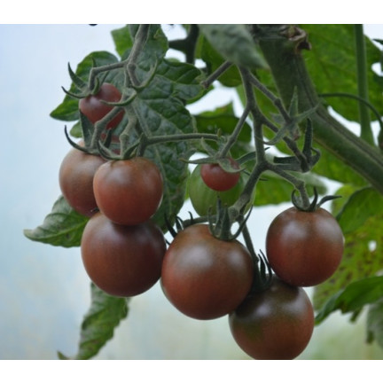 W9558 SCHWARZE KIRSCHTOMATEN HOCHGEMAHLEN 0,3G SAMEN TOMATEN