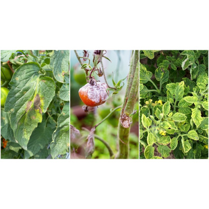SUM49 Proplant 722SL 100 ml Fungizid gegen Pilzbefall bei Nadelbäumen (Phytophthora)