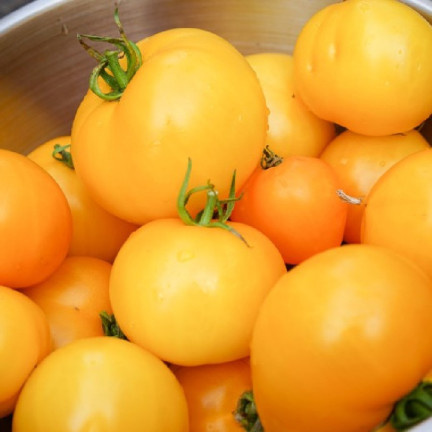 W1265 GEMAHLENE TOMATE TALL YELLOWSTONE SAMEN TOMATE SAFTIG GROSS 0.3G