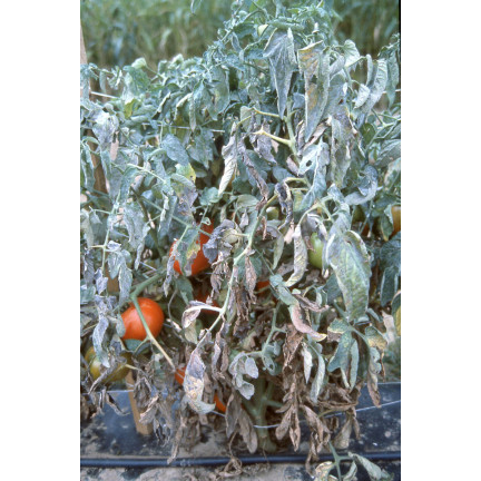 SUM49 Proplant 722SL 100 ml Fungizid gegen Pilzbefall bei Nadelbäumen (Phytophthora)