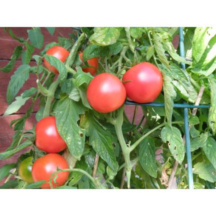 W1160 HIMBEERE GEMAHLENE TOMATENSAMEN FÜR SAUCEN KONSERVEN 0,5G