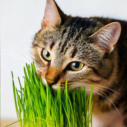 Katzengras, Grassamenmischung, Kici Mix, Toraf 30 g
