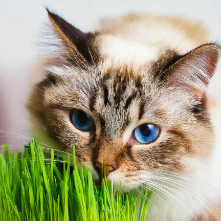Katzengras, Grassamenmischung, Kici Mix, Toraf 30 g