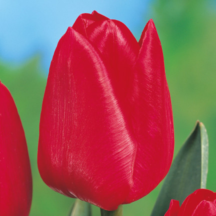 CEB12 TULIPAN BLOOMS CEB12 TULIPAN BLOOMS CEB12 TULIPAN BLOOMS CEB12 TULIPAN BLOOMS CEB12 TULIPAN BLOOMS CEB12 TULIPAN BLOOMS rot 