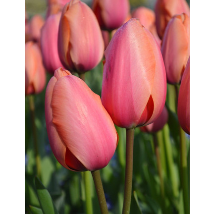 Tulpe „Apricot Impression“, Blumenzwiebeln, Tulpenzwiebeln, Größe 9/10, 50 Stück