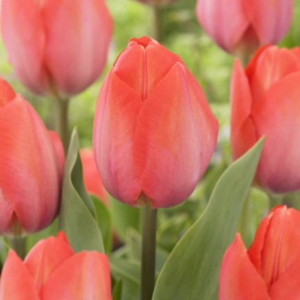 CEB16 TULPE GLÜHBIRNE ROT BLUME GLÜHBIRNE VAN EIJK 50PCS