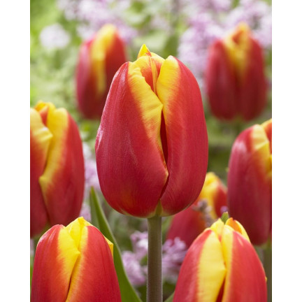 Tulpe „Dow Jones“, Tulpenzwiebeln, Blumenzwiebeln, Größe 9/10, 50 Stück 