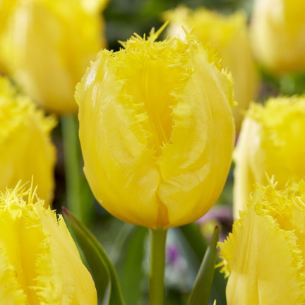 CEB3 TULIP CRYSTAL STAR BLUMENZWIEBEL 50 STÜCK.