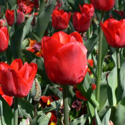 CEB12 TULIPAN BLOOMS CEB12 TULIPAN BLOOMS CEB12 TULIPAN BLOOMS CEB12 TULIPAN BLOOMS CEB12 TULIPAN BLOOMS CEB12 TULIPAN BLOOMS rot 