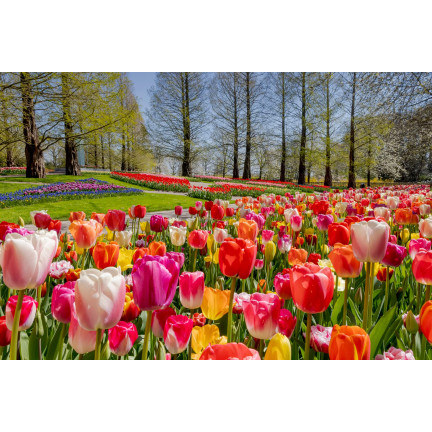Tulpen-Pflückgarten-Mischung, Tulpenzwiebeln in verschiedenen Sorten, Größe 9,5/10, 50 Stück