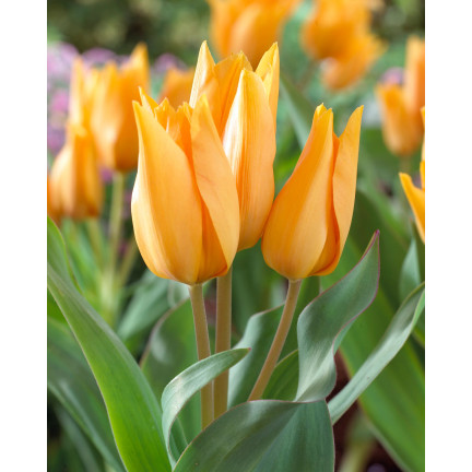 CEB5 TULIP PRAESTANS SHOGUN BLUMENZWIEBEL 50 STÜCK.
