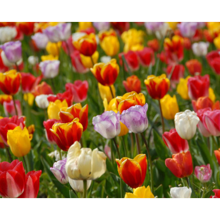Tulpen-Pflückgarten-Mischung, Tulpenzwiebeln in verschiedenen Sorten, Größe 9,5/10, 50 Stück