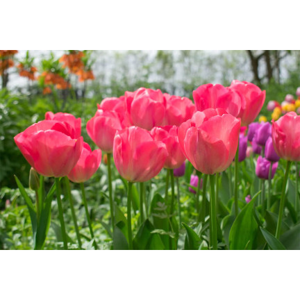 CEB16 TULPE GLÜHBIRNE ROT BLUME GLÜHBIRNE VAN EIJK 50PCS